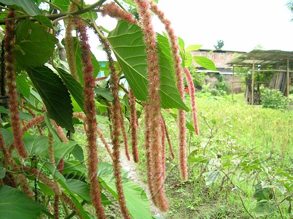 Cat's Tail